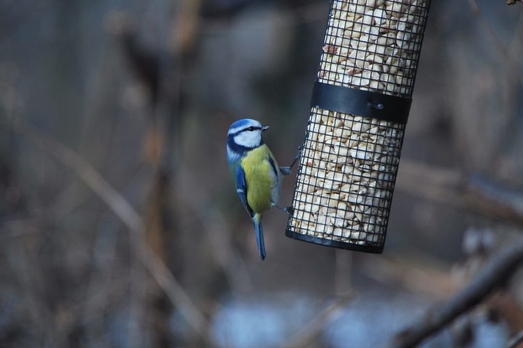 Ein Blauschwanz sitzt auf einem Futterzylinder und frisst.