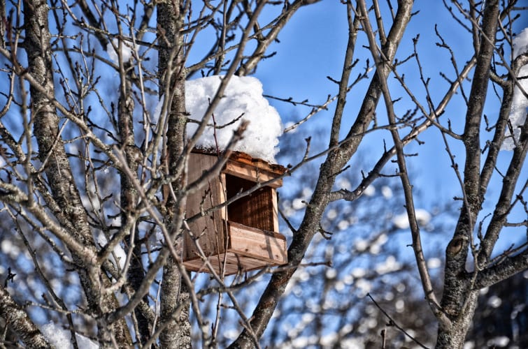 Nistkasten im Schnee Bild von Thierry Milherou auf Pixabay