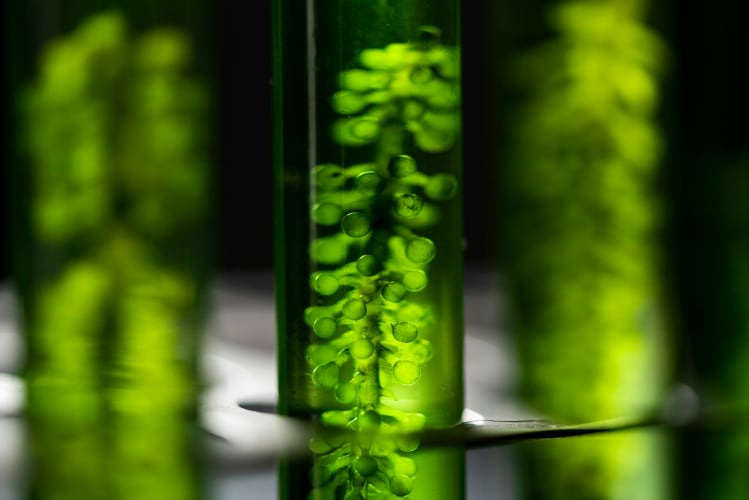 Mikroalgen in Reagenzglas null