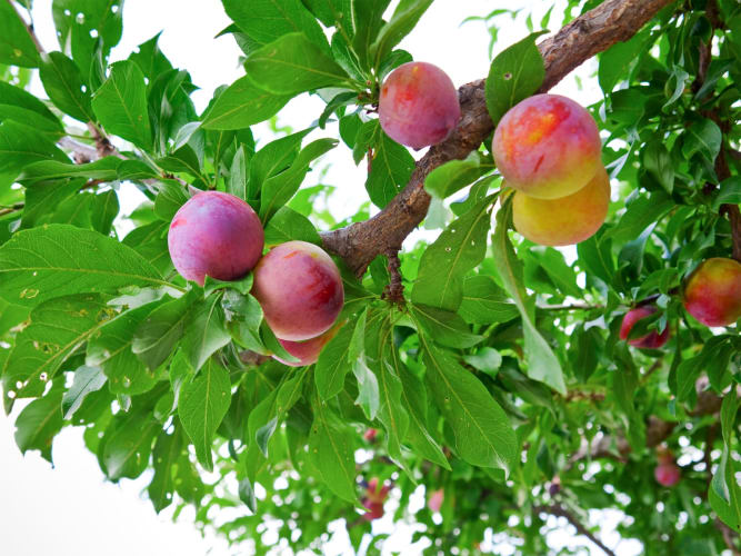 Mehrere reife Früchte an einem grünen Zweig im Garten null