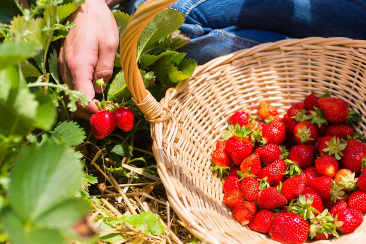 Frau pflückt Erdbeeren in einen Korb (selbstgepflückt)