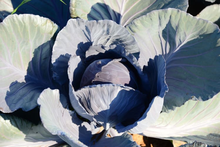 Rotkohl auf dem Feld null