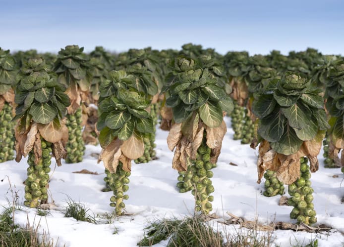 Rosenkohl auf einem winterlichen Feld mit Schnee unter blauem Himmel 