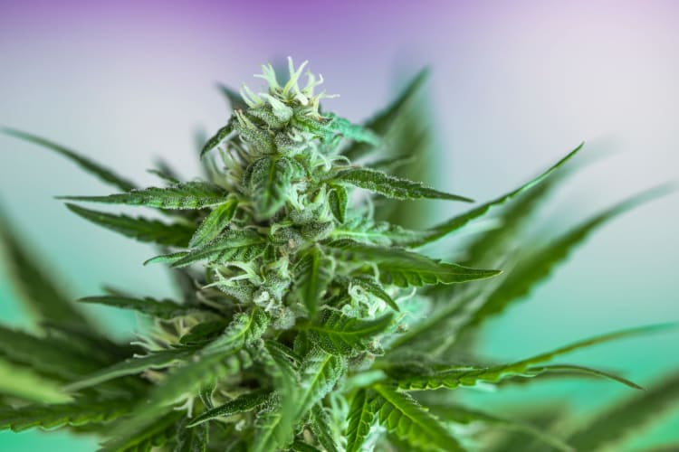 Cannabisblatt und Marihuana-Pflanze. Medizinisches Marihuana Cannabis null