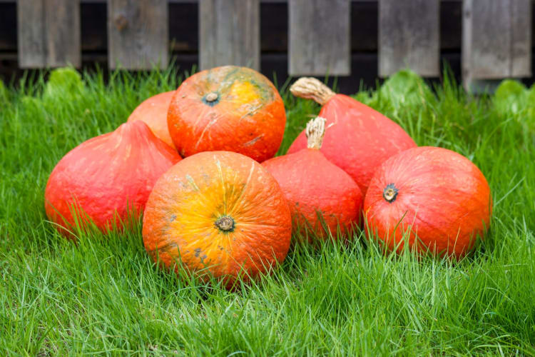Hokaido-Kürbisse im Garten 