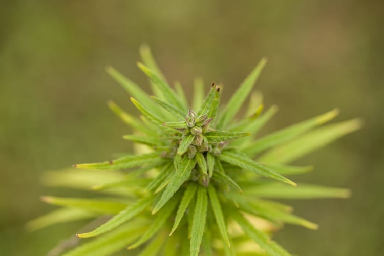 Cannabis Feld null
