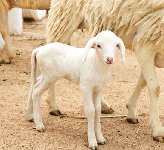 Kleines weißes geschorenes Lamm bei seiner Mutter.