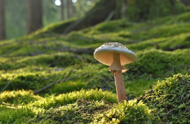 Ein heller Pilz im Moosfeld im Sonnenschein in einem Waldgebiet.  Jürgen auf Pixabay