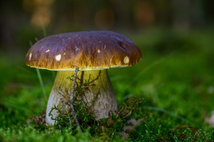 Steinpilz im Wald Willfried Wende auf Pixabay