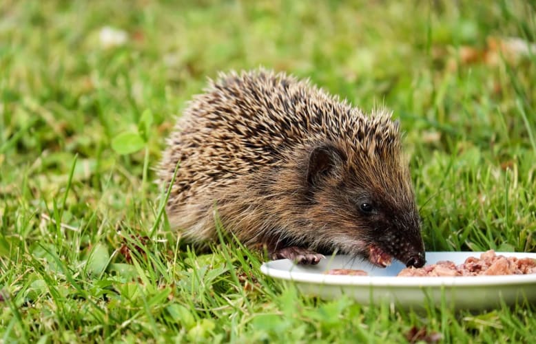 Ein Igel genießt eine Mahlzeit auf einem grassierenden Rasen und zeigt sein stacheliges Fell und natürlichen Lebensraum. Pexels