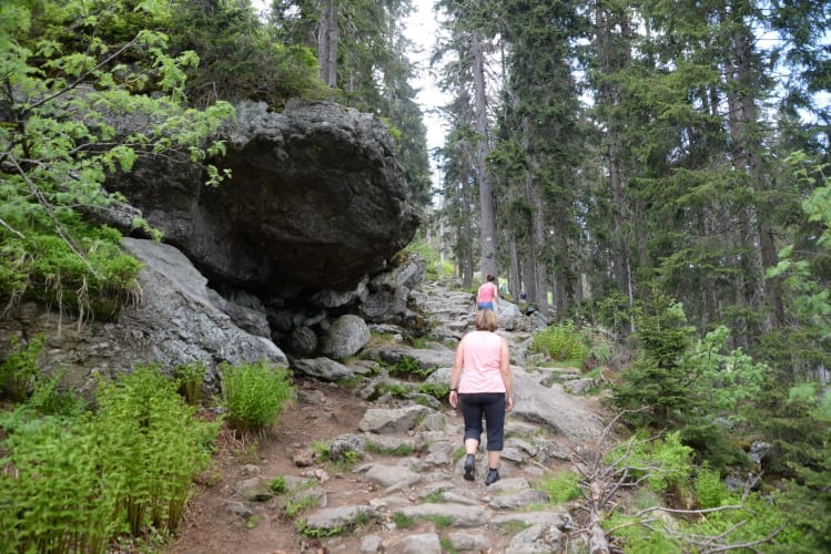 großer arber,wandern,wanderweg,wanderwege,bayrischer wald,bayern,wald,waldweg,forstweg null