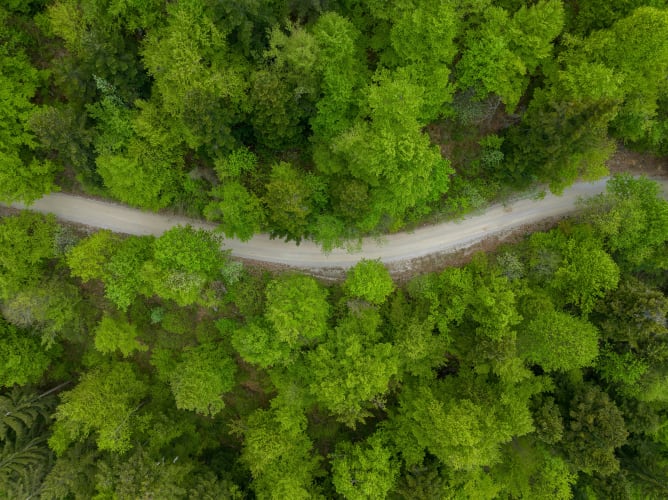 Blick von oben auf einen Wald null