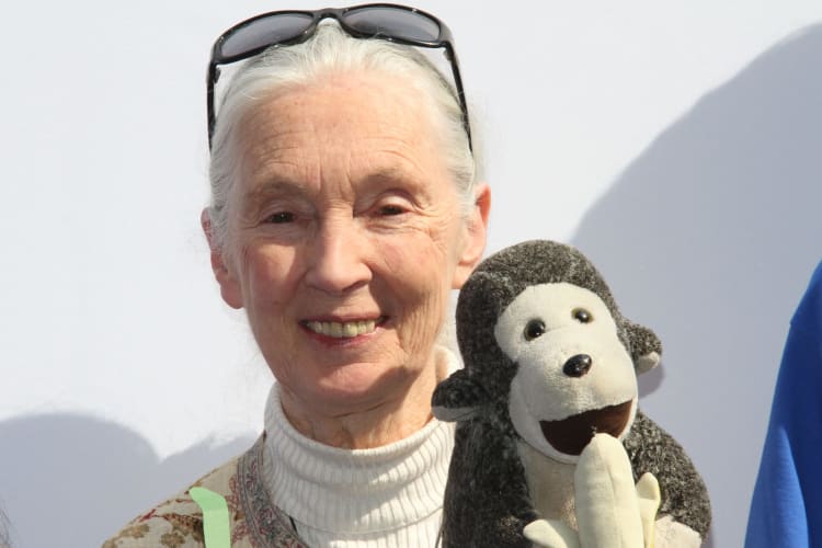 Nahaufnahme eines Plüschaffen und Jane Goodall Dr. Jane Goodall im Hamburger Rathaus am 03.09.2011 