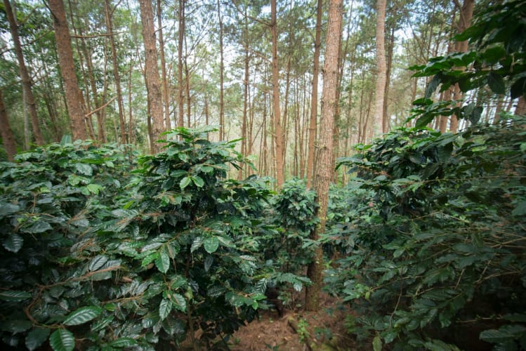 Eine Kaffeeplantage in der Nähe von Doi Tung nördlich der Stadt Chiang Rai in Nordthailand. Dort wächst der Kaffee im Schatten der Bäume.  null