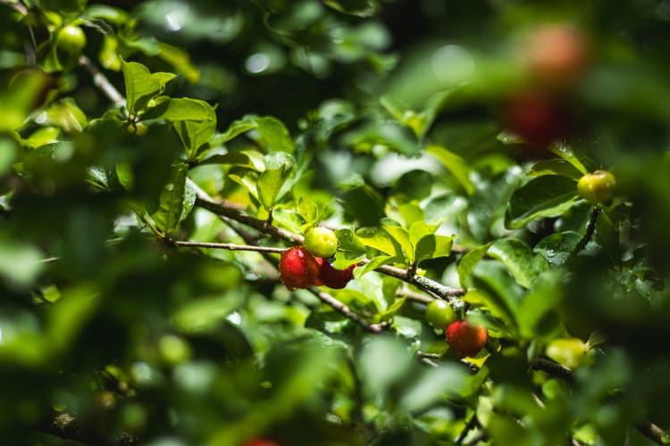 Acerola null