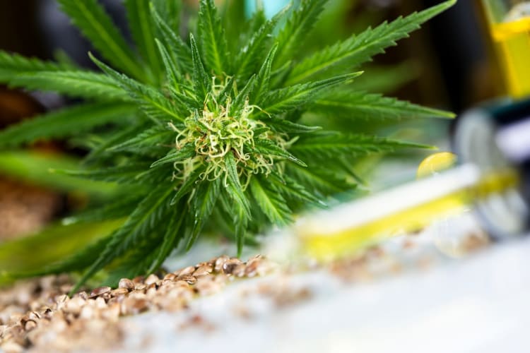 CBD-Cannabis und medizinisches Marihuana