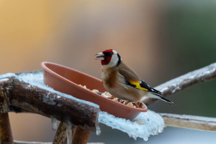 Stieglitz, der in einem Wintergarten nach Futter sucht, sitzt auf einem Ast mit Samen. Pexels