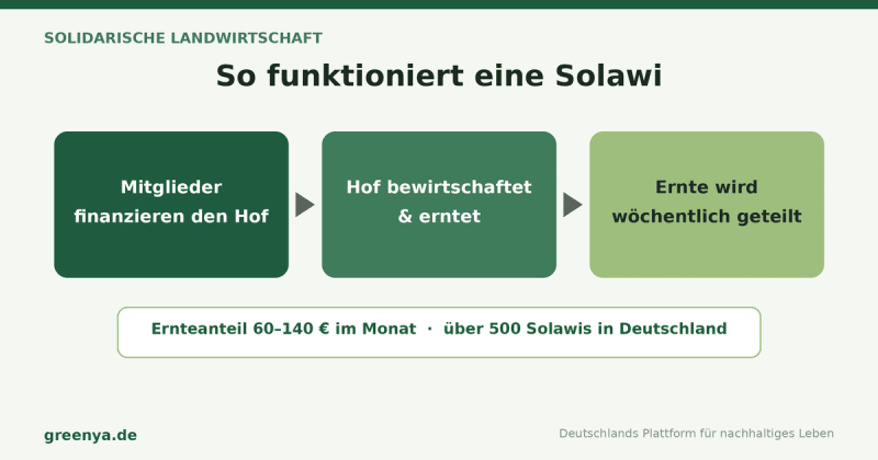 Ablauf-Infografik Solawi: Mitglieder finanzieren den Hof, der Hof bewirtschaftet und erntet, die Ernte wird wöchentlich geteilt. Ernteanteil 60 bis 140 Euro im Monat, über 500 Solawis in Deutschland.