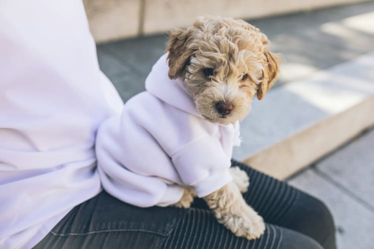 Kleiner süßer Hund in fliederfarbenem Pullover FLOUFFY auf Unsplash