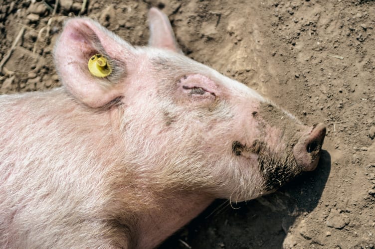 Süßes Ferkel liegt schlafend auf dem Boden null
