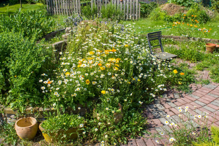 Naturgarten – Kräuterspirale im Garten mit frischen Kräutern und Blumen und altem Stuhl