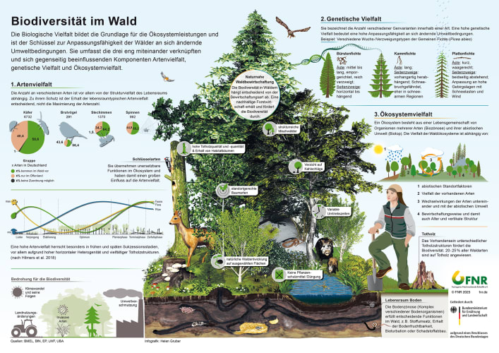 Infografik „Biodiversität im Wald“  FNR