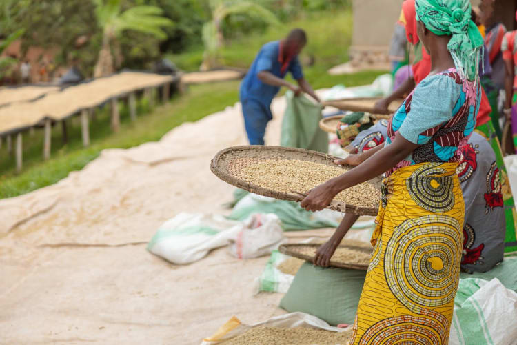 Afroamerikanische Arbeiterinnen sortieren Kaffeekirschen in einer Region Ruandas