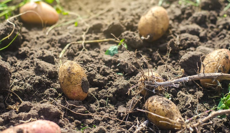 Viele Kartoffelknollen die auf lockeren Boden liegen. Demeter Landwirtschaft. Frisches Bio-Gemüse, ökologische Lebensmittel aus der Landwirtschaft. Landwirtschaftliche Produktion.