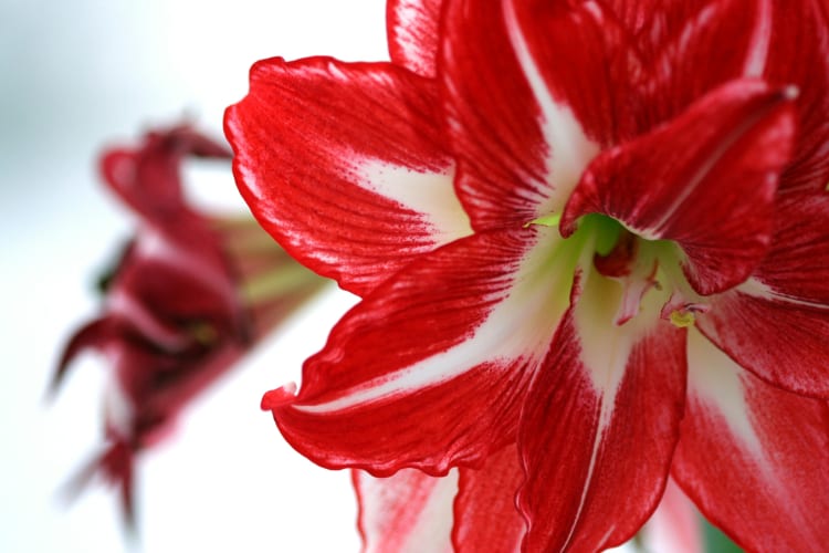 Rot weisse Amaryllis Blüte  null