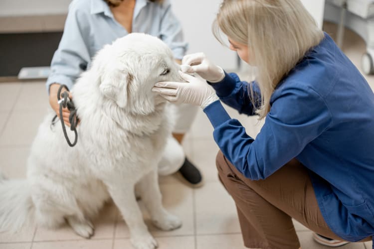 Die Ärztin entfernt einem großen weißen Hund eine Zecke null