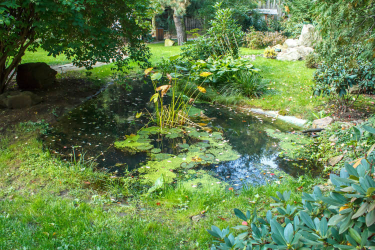 Sommerlicher Gartenteich mit grünen Pflanzen im Wasser