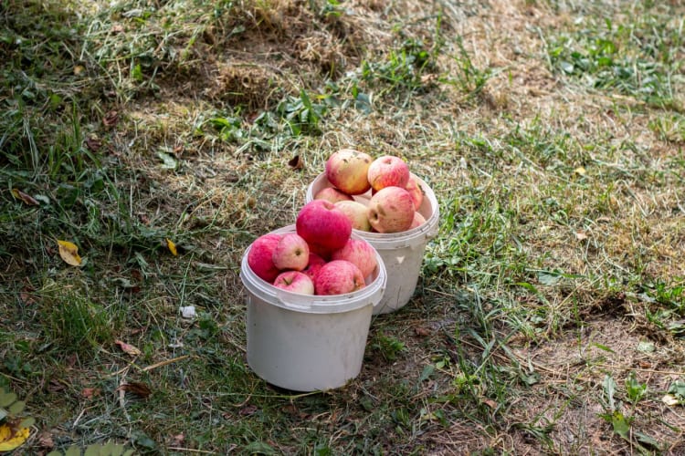 Zwei Eimer gefüllt mit frischen roten Äpfeln stehen im Freien auf einer Rasenfläche. Pexels