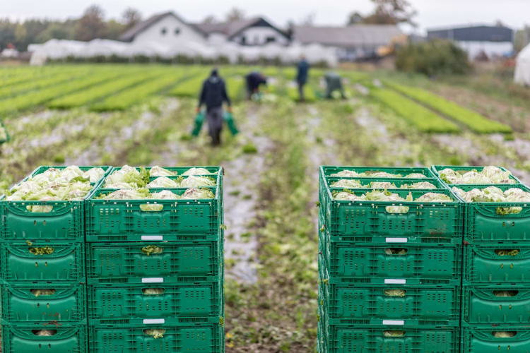 Ernte auf einem Biofeld in wiederverwendbaren Kunststoffküsten