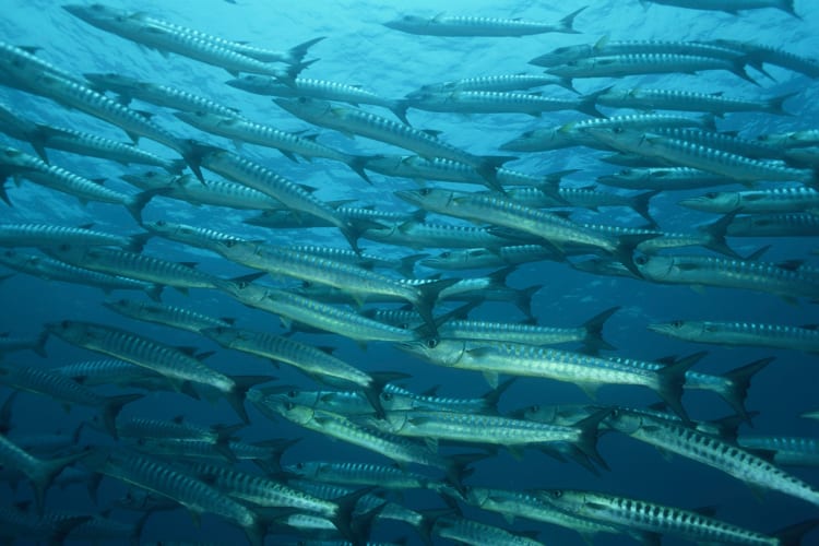 Fischschwarm im Ozean null