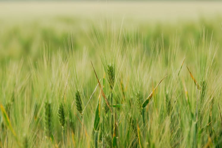 frischer gruener weizen am feld im sommer null