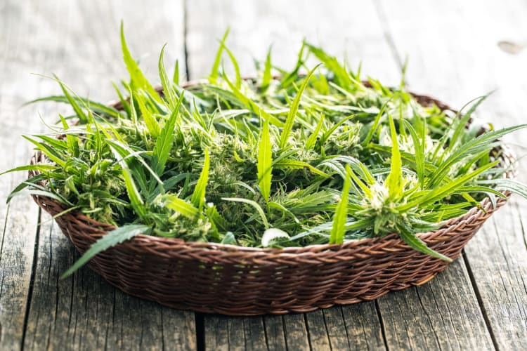 Marihuana-Knospenblüten in einem Korb auf einem Holztisch.