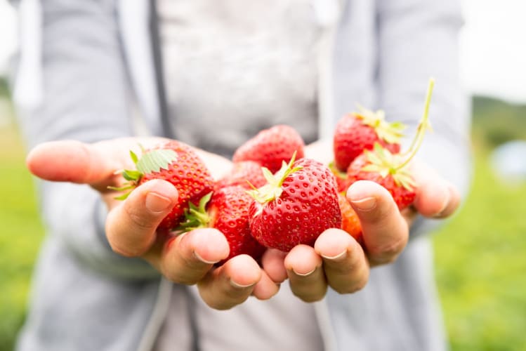 Nahaufnahme einer Hand, die Erdbeeren auf dem Feld hält null