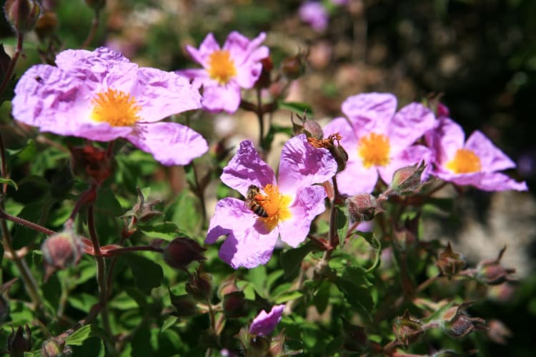 Zistrosenblüten null