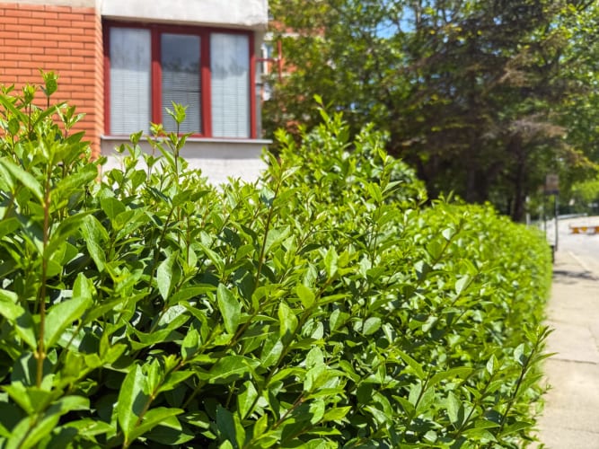 Gestutzte Hecke entlang des städtischen Bürgersteigs