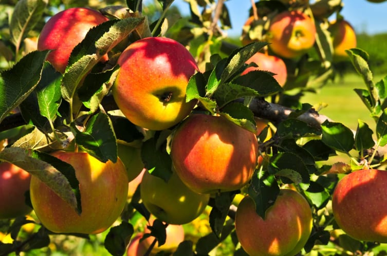 Äpfel am Baum null