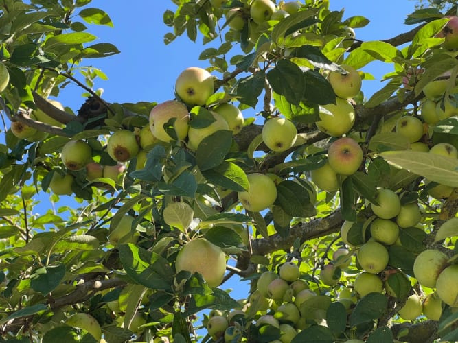 Alte Apfelsorten werden zunehmend wieder in Obstgärten angepflanzt. null