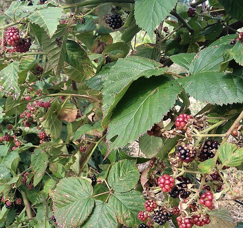 Brombeeren am Strauch