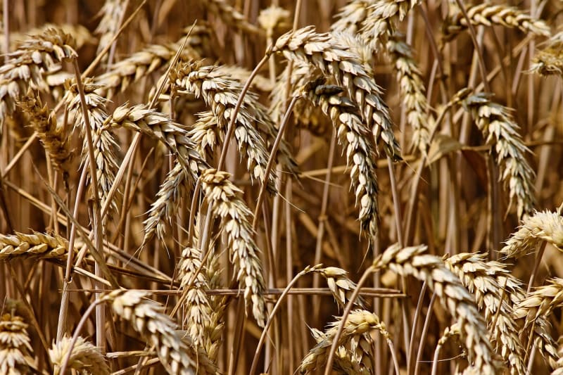 Weizenähren auf dem Feld