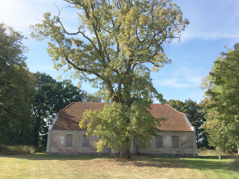 Alte Linde vor dem Gutshaus Klitschendorf