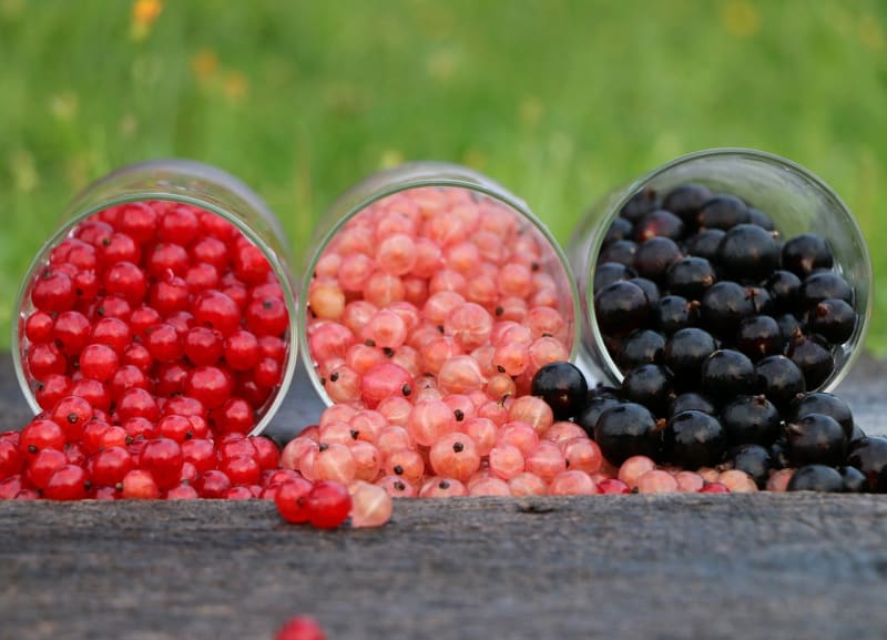 Rote, weiße und schwarze Johannisbeeren