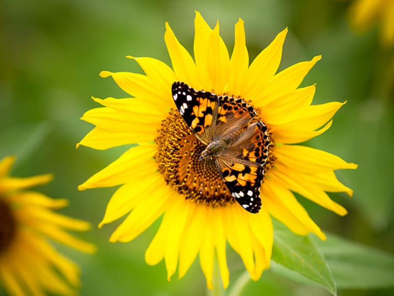 Sonnenblume und Schmetterling