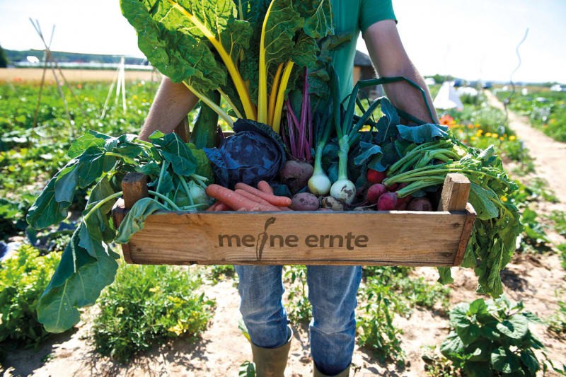 meine ernte Kiste voller Gemüse