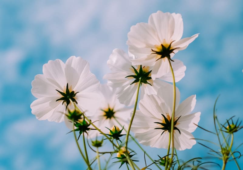 Weisse Blüten