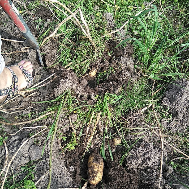 Kartoffeln selbst ausgraben