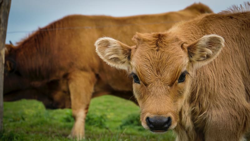 Ein braunes Kalb steht auf der Weide